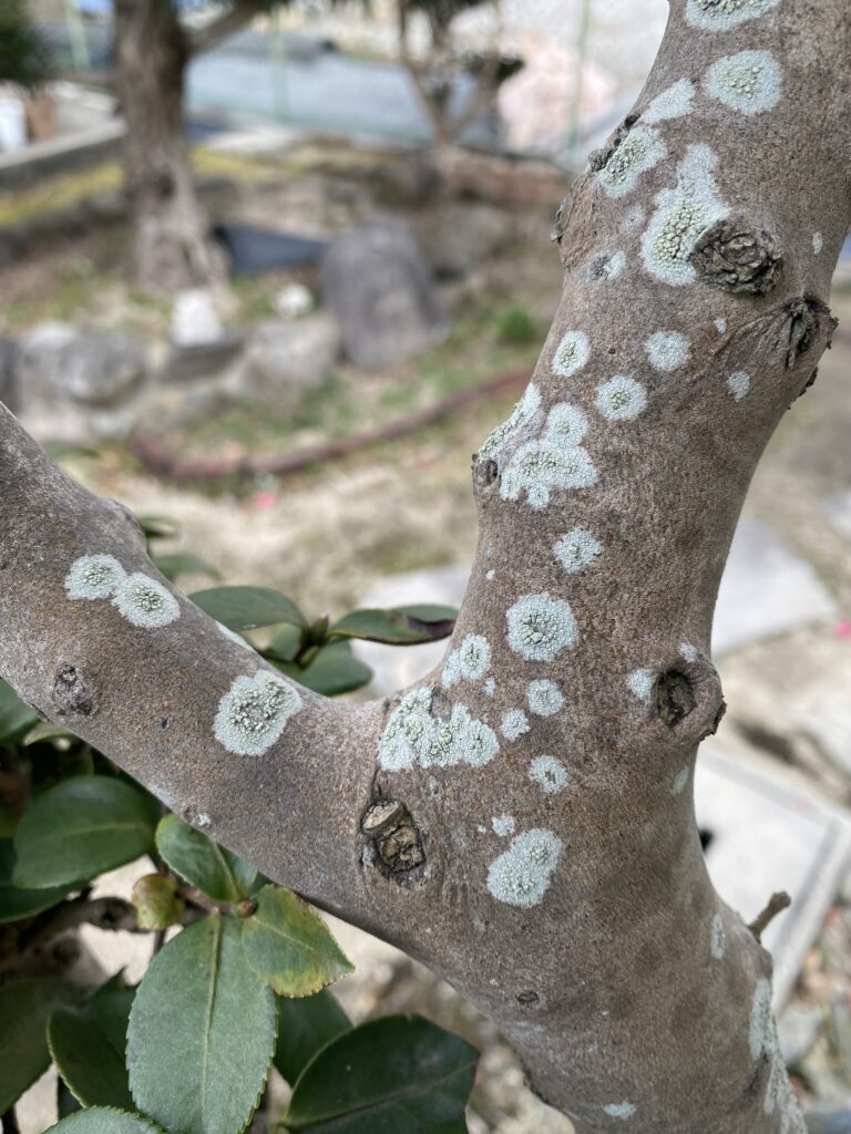 庭の木にアオカビ発生じつはウメノキゴケ | のりこしょうハウス